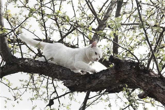 猫咪在野外因爱相遇伙伴狐狸看似霸道实则宠溺每日贴心跟随！