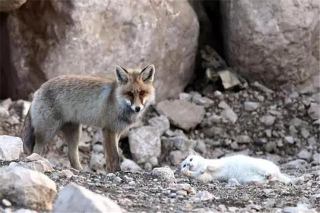 猫咪在野外因爱相遇伙伴狐狸看似霸道实则宠溺每日贴心跟随！