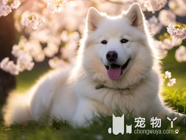 柴犬的特点