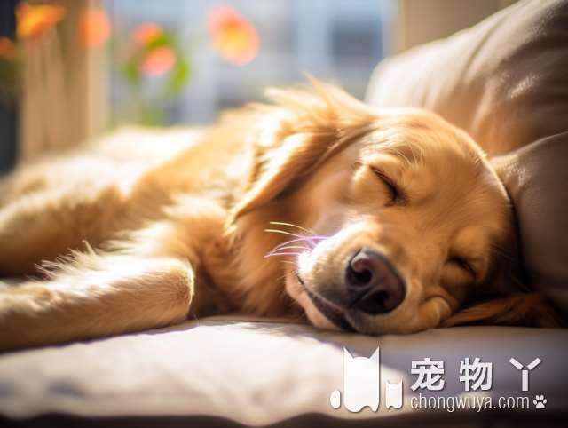 蝴蝶犬群是什么？