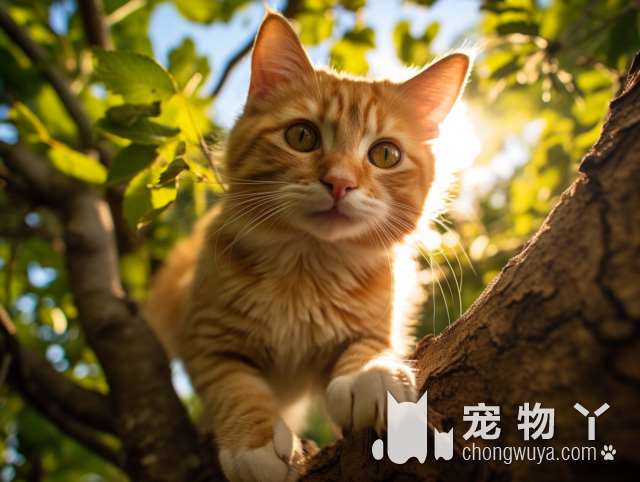 金吉拉能和其他猫相处吗？